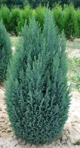 2ltr Chamaecyparis lawsonianna 'Ellwoodii' Evergreen Dwarf Conifer ( 1 Pack ) - Picture 1 of 1