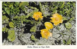 Vintage Florida Chrome Postcard Everglades Cactus Blooms on Cape Sable - Picture 1 of 2