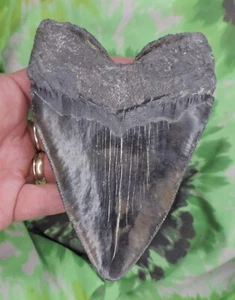 Megalodon Sharks Tooth 5 1/16" inch NO RESTORATIONS fossil sharks teeth tooth - Picture 1 of 5