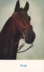Firefly Dark Brown Horse Racehorse Postcard circa 1950s - Picture 1 of 5