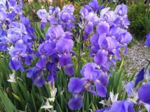 3 Iris pallida Fragrant Tall Historic Bearded Iris Grape Bubblegum Soda Scent - Picture 1 of 5
