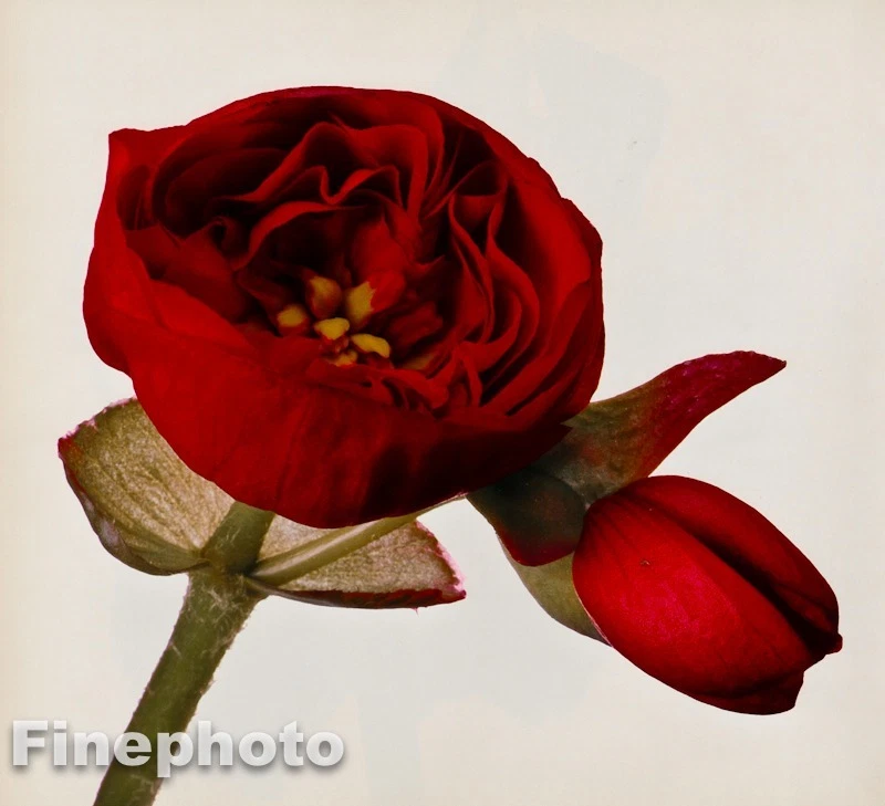 1980 年复古花卉植物艺术 BEGONIA 照片石版 IRVING PENN 16x20 著 — 第 1/1 张图片