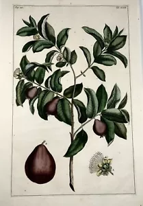 1741 Guava, fruit, Rumpf, Herbarium Amboinense, Indonesia, hand colour, folio - Picture 1 of 4