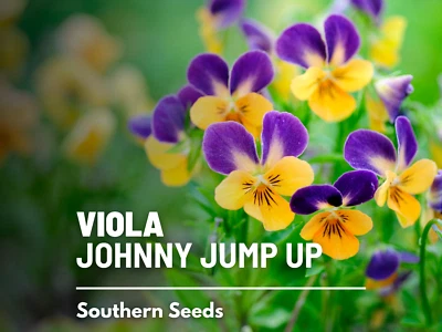 Viola, Johnny Jump Up - 200 semillas frescas - flor medicinal (viola tricolor) Foto 1 de 4