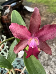 Blc. Mem. Jessie Davis (C. Mrs. Mahler x Blc. Chinese Bronze) - Picture 1 of 7