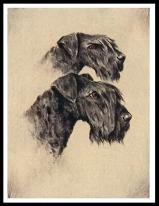 KERRY BLUE TERRIER DOGS HEAD STUDY LOVELY VINTAGE STYLE DOG ART PRINT POSTER - Picture 1 of 1