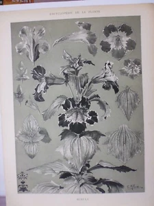 Botanique: Gravure noir et blanc in folio MIMULE par Ernest Millard - Picture 1 of 1