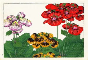 Calceolaria - Picture 1 of 3