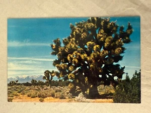 Vintage 1960s Joshua Tree Postcard, USA Desert Landscape, Natural Wonders - Picture 1 of 2