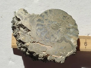 Pleuroceras piritizadas aserradas - subterráneas - lias - amonita - colección antigua - Imagen 1 de 12