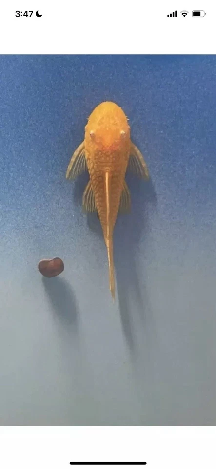 Guaranteed Female Bristlenose  / Ancistrus Sp.2.25”+ - Image 1 of 2