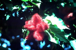 35mm Colour Slide- Pink Flower 1990 - Imagen 1 de 1
