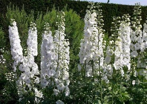 White King Larkspur {Delphinium consolida} Pre-Stratified 30 seeds Free Shipping - Picture 1 of 3