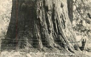 1936 General Custer Tree, Big Tree Park, California, Real Photo Postcard/RPPC