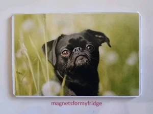 IMÁN NEVERA PERRO PUG NEGRO - M619 - Imagen 1 de 1