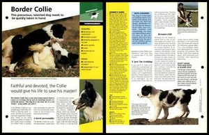 Border Collie - Temperament - Dogs Of The World Atlas Fact File Card - Picture 1 of 1