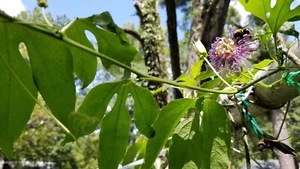Passion flower live plant/Maypop (JULY 15 2025 TOTAL 3 BARE ROOTS) check BEFORE - Picture 1 of 24