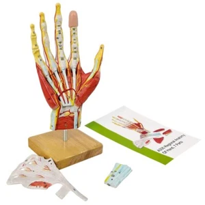 2025 Medical Anatomical Hand Skeleton Model W/Muscles Ligaments Nerves Blood Ves - Picture 1 of 9