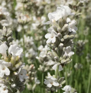 Echter Lavendel Edelweiß - großer Topf - Lavandula angustifolia - Bild 1 von 1
