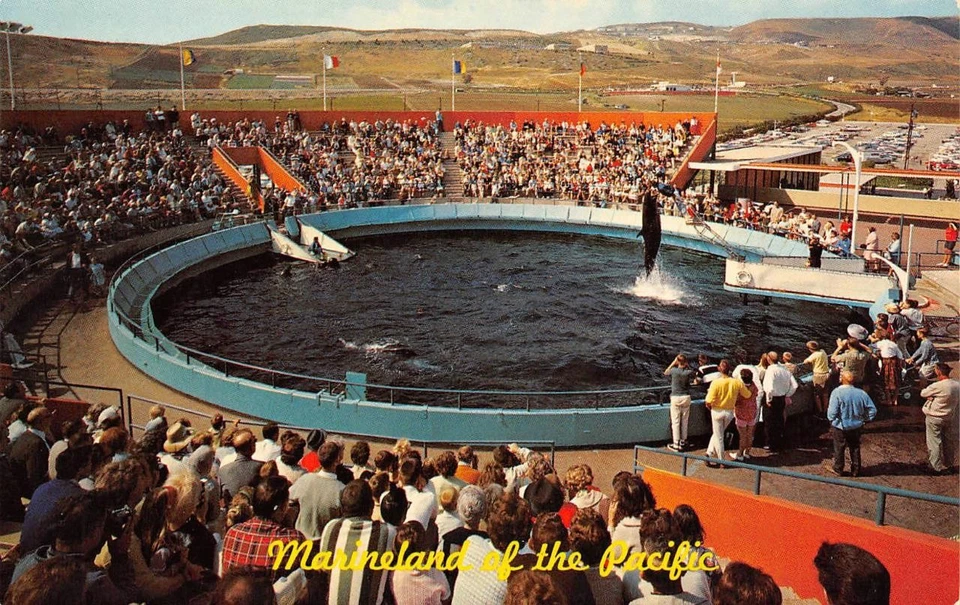 Postal de colección Marineland of the Pacific WHALE SHOW Pool Stadium c1960s Foto 1 de 1
