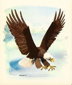 American Bald Eagle - Gene Gray Vintage Art Card - Old Stock - Picture 1 of 1
