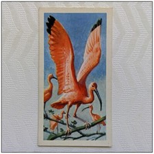 Brooke Bond Tropical Birds #27 Scarlet Ibis Tea Card (B) (CC131)