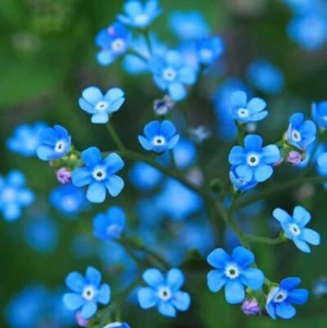 Forget Me Not, Chinese 50 seeds FLOWER GARDEN cottage GROW border hedge POT Easy - Bild 1 von 3