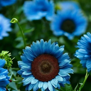 50 Midnight Oil Blue Sunflower Seeds Rare Bonsai Black Hybrid for Your Garden - Picture 1 of 4