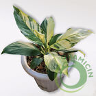 Spathiphyllum Sensation Variegated Tropical Plant Free Phytosanitary Certificate