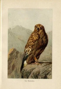 1906 MARSHALL CHROMOLITHOGRAPH golden eagle - Picture 1 of 3