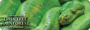 World Heritage Listed Daintree Rainforest -  Green Tree Python - Bumper Sticker - Picture 1 of 1