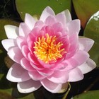 LARGE Pink LIVE Deep Water Lily Bare Rooted Pond Lake Plant Aquatic 
