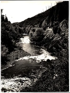 VTG Photo Skagit River, Western Washington, Nature, Trees, Forest - Picture 1 of 2