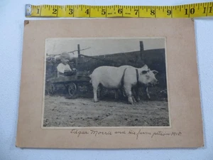 Foto instantánea vintage de 1918 niño en vagón tirado por cerdos en blanco y negro en cartón - Imagen 1 de 2