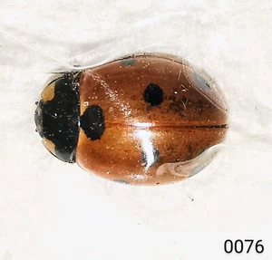 Coccinellidae Coccinella septempunctata A1 or A- from CANADA - #0076 - Picture 1 of 1