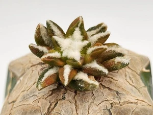 A. Kotschoubeyanus Var Macdowellii X Scapharostrus - Variegated - Grafted - Picture 1 of 3