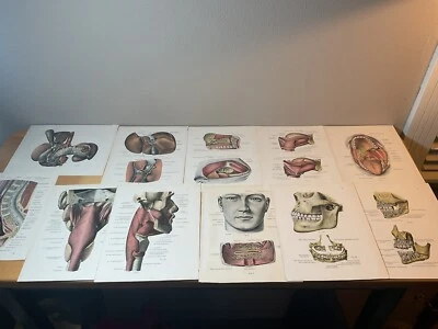Vintage 1936 Lot Of MEDICAL ANATOMY TEXT BOOK Plates CHARTS Illustrations Prints - Image 1 of 4