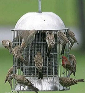 GROSSES EICHHÖRNCHENSICHER EDELSTAHL WILDVOGELFUTTER - Bild 1 von 5