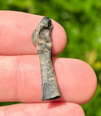 Florida Fossil Bird Bone Avian Rare Pleistocene Ice Age Fossils - Image 1 of 4