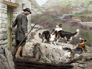 ROUGH COLLIE SHEPHERD AND DOGS LOVELY DOG GREETINGS NOTE CARD