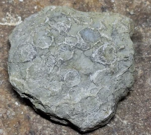 Crinoidenkopf - Kelch - Seelilienfossil im Kalkstein Devon Michigan - Bild 1 von 7