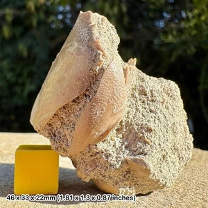 Lobster claw fossil – cretaceous greensand – branscombe, devon, uk - Picture 1 of 2