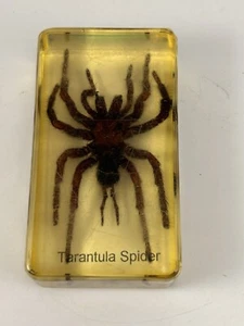 Vintage Tarantula Spider Specimen Resin Lucite Block Glows Under Blacklight - Picture 1 of 9