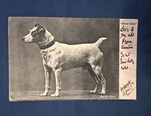 Jack Russell Antique PC - DB - 1904 - Tuck - #1522, “Animal Studies” - Picture 1 of 7