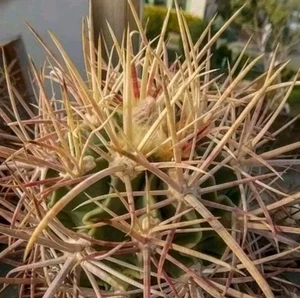 Echinocactus parryi L 1372 s. Ciudad Juarez POT 6 CM On its own root RARE!!! - Foto 1 di 6