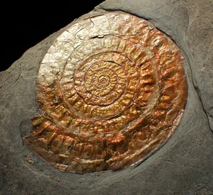 Large complete copper iridescent Caloceras display ammonite fossil ammolite UK - Picture 1 of 5