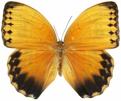  Papillon Nymphalidae STICHOPHTHALMA HOWQUA  A 1   Asia And China Dec-2021-B • 5.90€