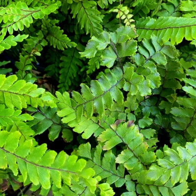 20 rizomas/raízes de samambaia Maidenhair Spleenwort, plantas vivas, tricomanes Asplenium - Imagem 1 de 4