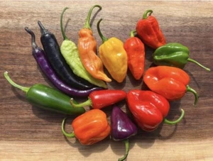 Chilli Seeds (Multiple varieties) 20+ Seeds (Capcicum) Instructions Included x - Picture 1 of 66