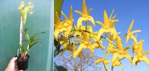 Dendrobium gracillimum x Yondi Tina, orchidée, Orchid - Imagen 1 de 1